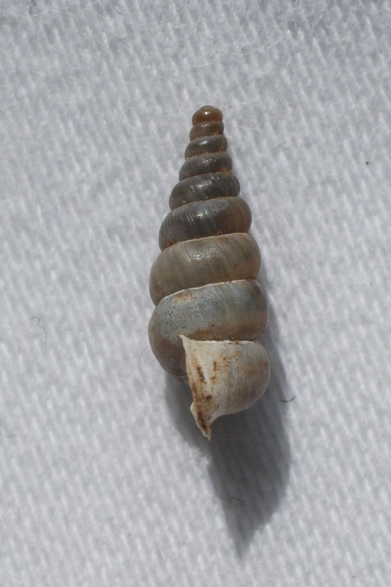 Cochlostoma philippianum liscio dai Lessini