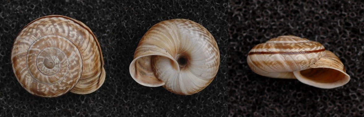Chilostoma cingulatum baldense. 4. + eresie