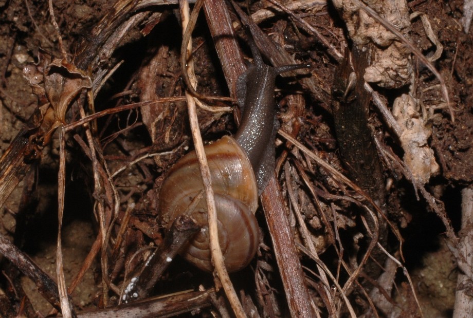 Un''interessante Chilostoma.  Cingulatum?