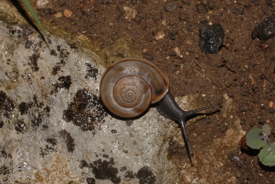 Un''interessante Chilostoma.  Cingulatum?