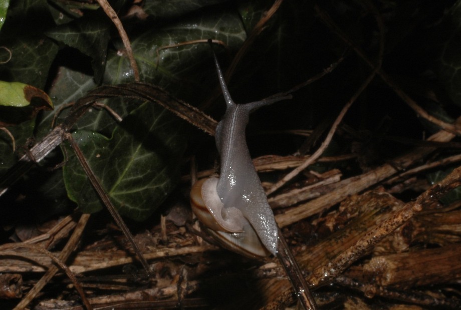 Un''interessante Chilostoma.  Cingulatum?