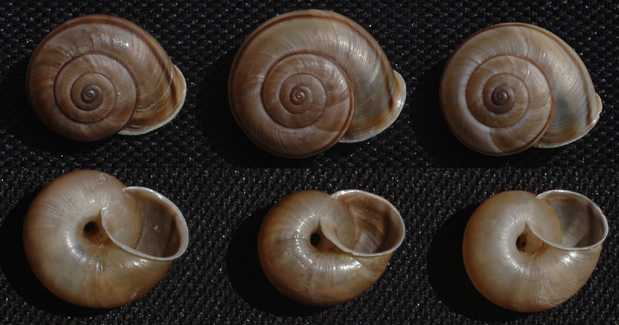 Un''interessante Chilostoma.  Cingulatum?