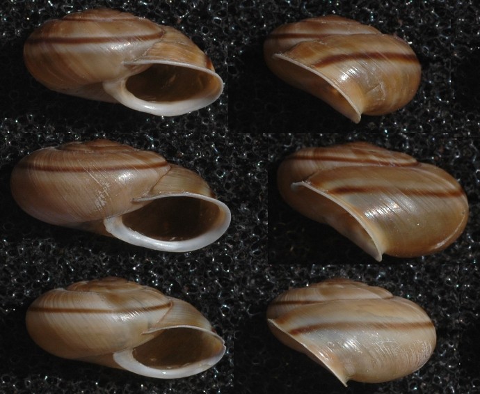 Un''interessante Chilostoma.  Cingulatum?