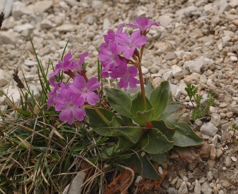Primula polliniana (=Primula spectabilis) / Primula meravigliosa