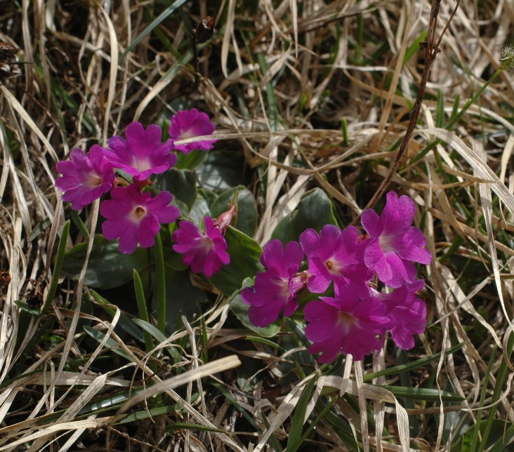 Primula polliniana (=Primula spectabilis) / Primula meravigliosa