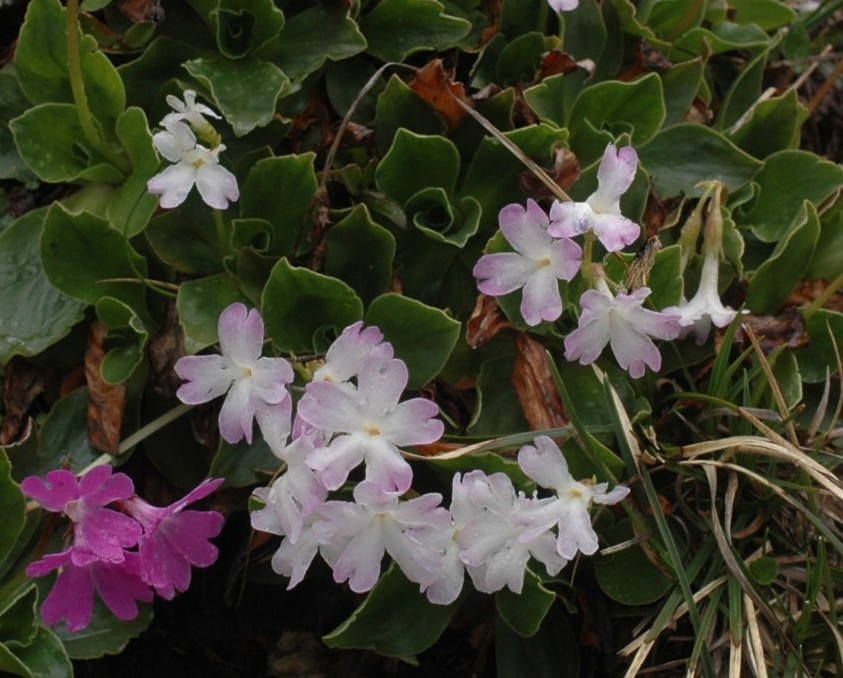 Primula polliniana (=Primula spectabilis) / Primula meravigliosa
