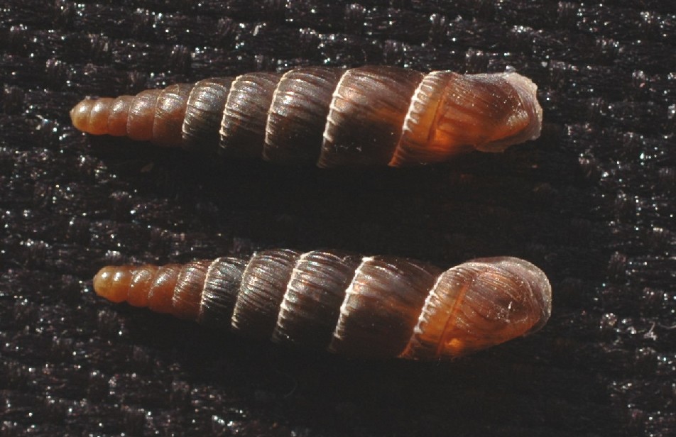 Charpentieria stenzii