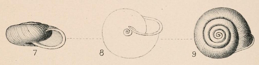 Chilostoma tiesenhauseni (Gredler, 1889)