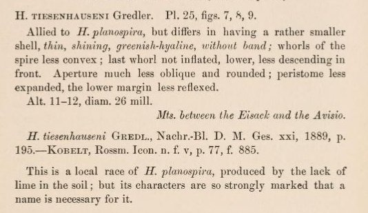 Chilostoma tiesenhauseni (Gredler, 1889)