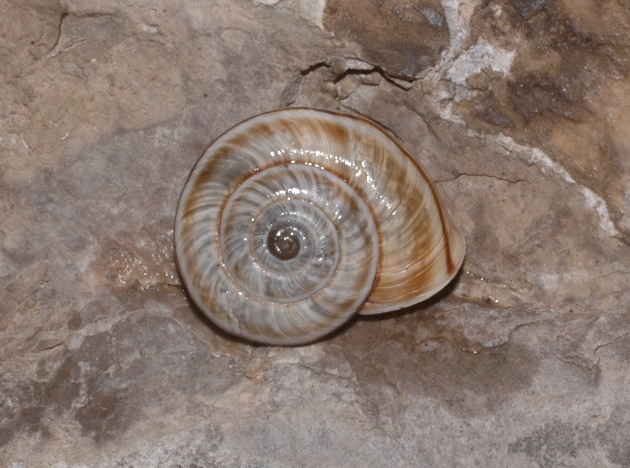 Chilostoma cingulatum transiens (Adami 1886)