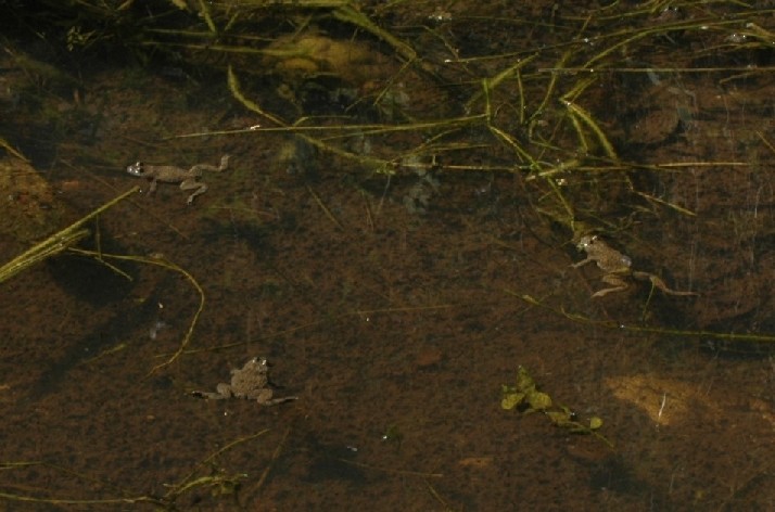 girini  di ...  (ululone? ) - Rana temporaria