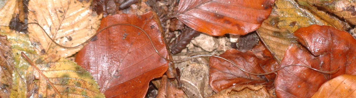 Gordius sp.