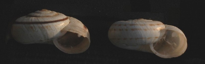 Xerolenta obvia ?