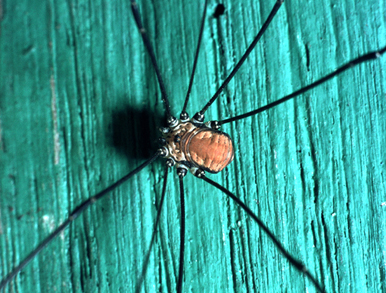 Opilione lombardo: Leiobunum sp.