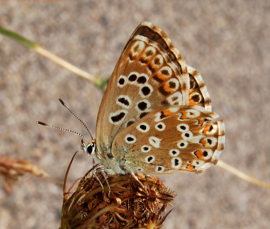 Polyommatus (Meleageria) coridon