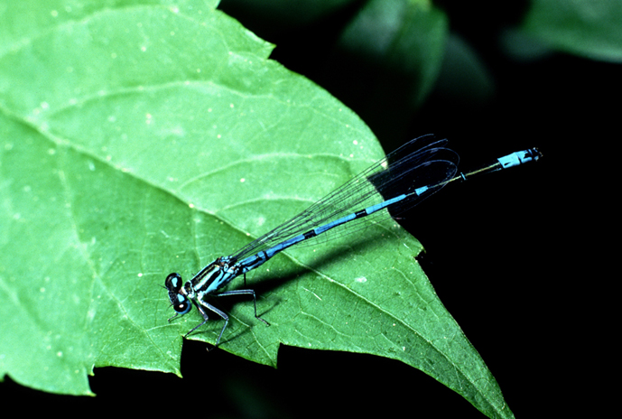 aiuto id vecchie foto (1) - Coenagrion puella