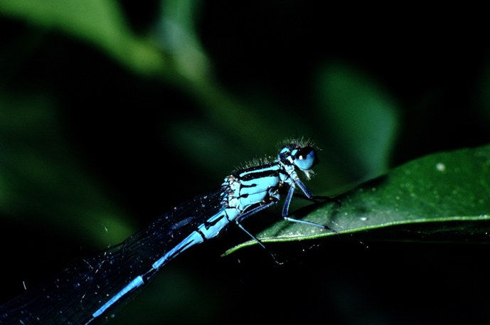 aiuto id vecchie foto (1) - Coenagrion puella