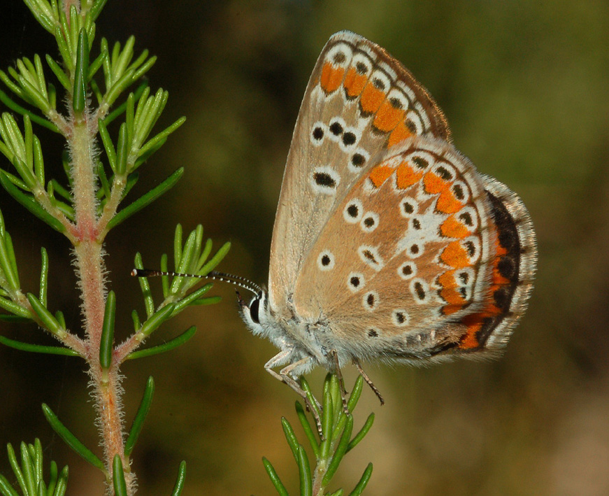 dubbio licenide - Aricia agestis