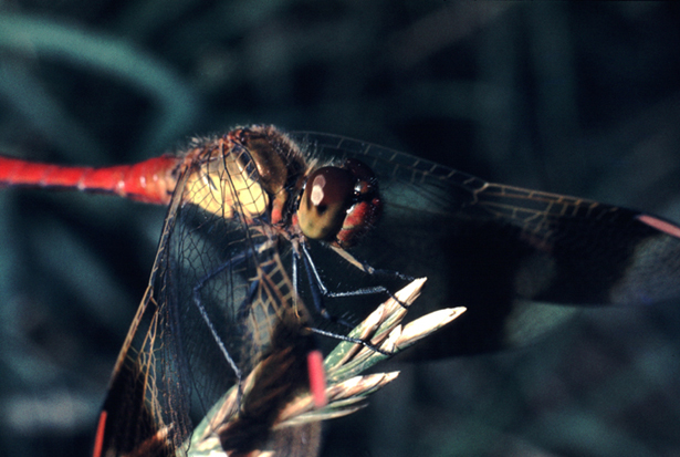 aiuto id vecchie foto (2) - Sympetrum pedemontanum