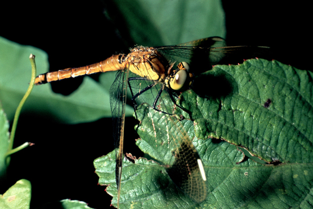 aiuto id vecchie foto (2) - Sympetrum pedemontanum