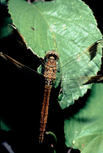 aiuto id vecchie foto (2) - Sympetrum pedemontanum