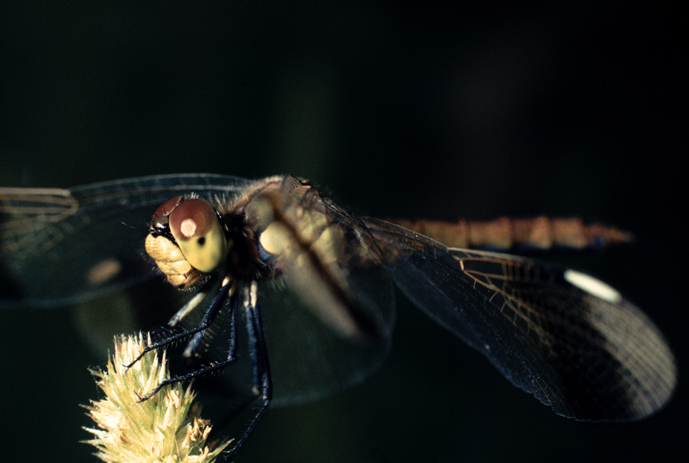 aiuto id vecchie foto (2) - Sympetrum pedemontanum