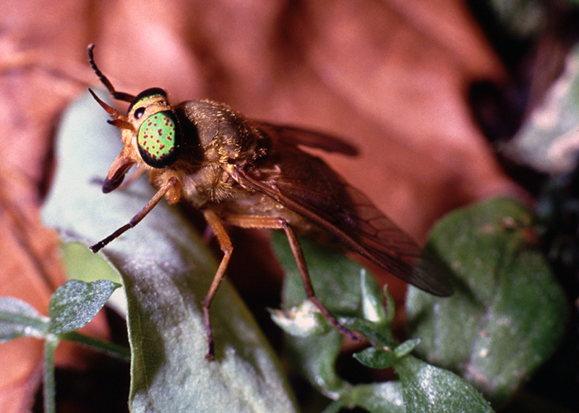 Silvius cf. alpinus (Tabanidae)