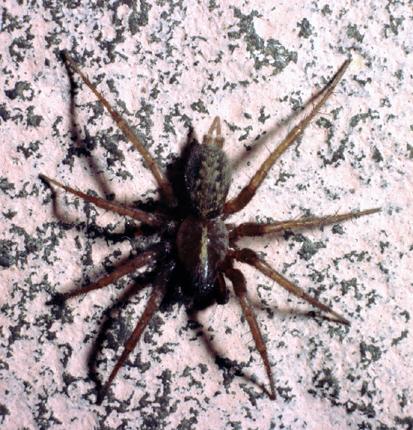 Lycosoides coarctata