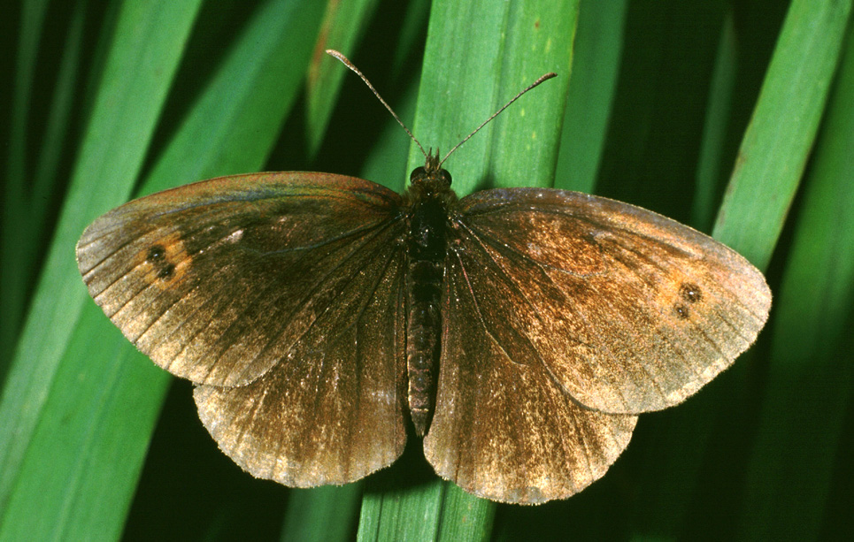 erebia...