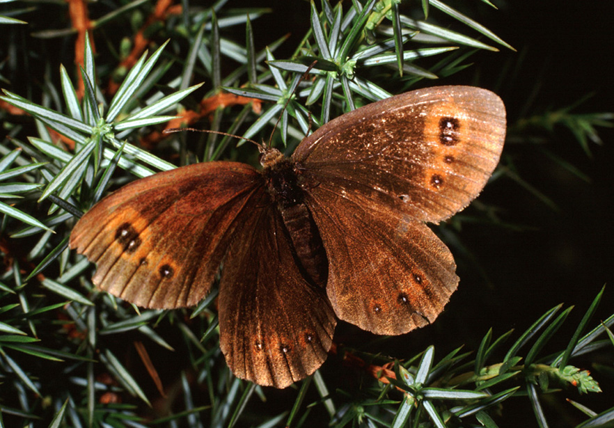 altra erebia...