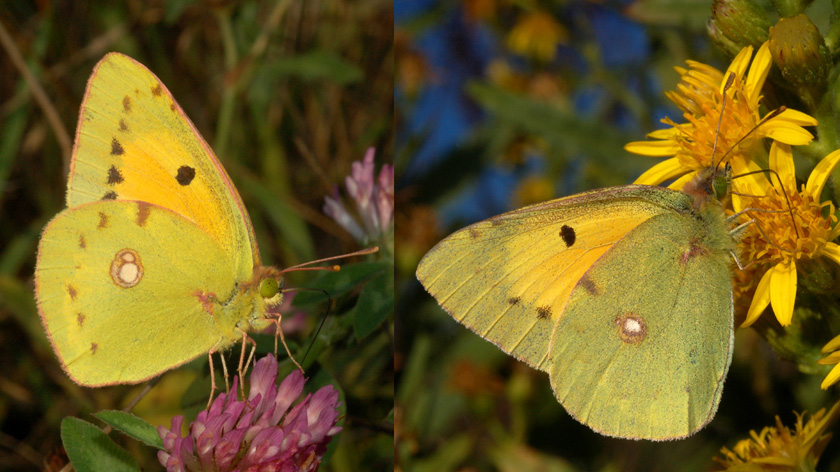 colias sp.