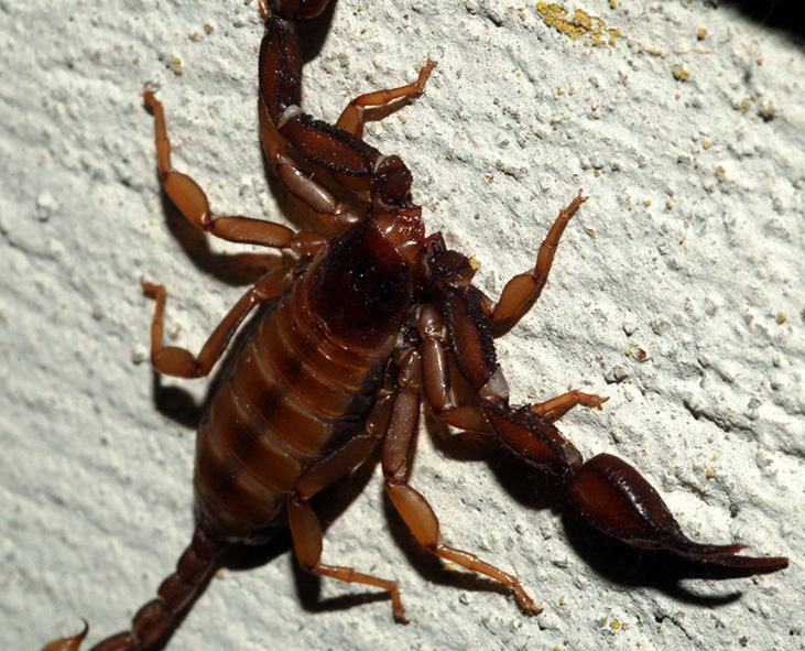 Euscorpius sp.