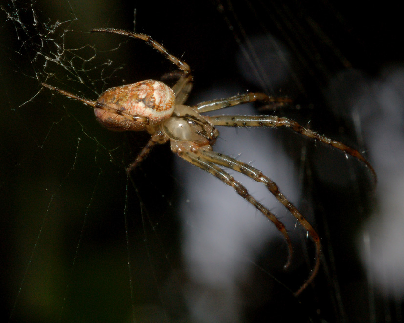 Metellina sp.