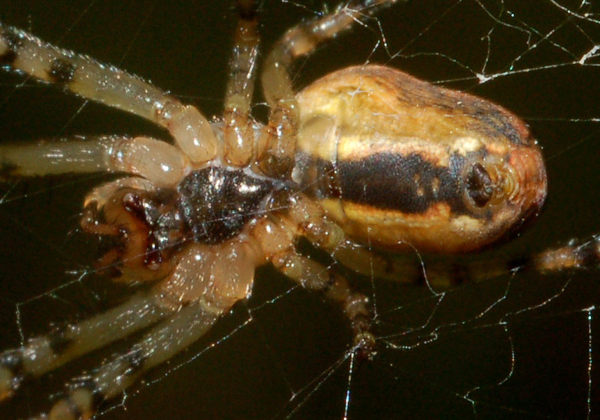 Metellina sp.