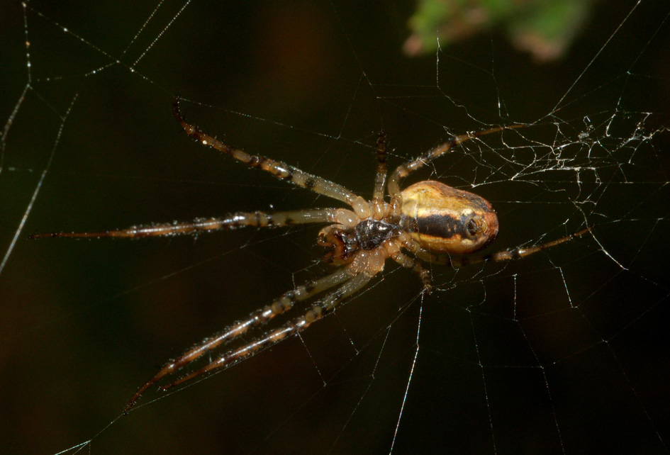 Metellina sp.