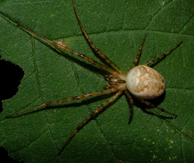 Metellina sp.