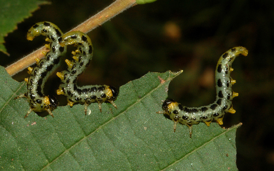 larve di Tenthredinidae: Croesus septentrionalis