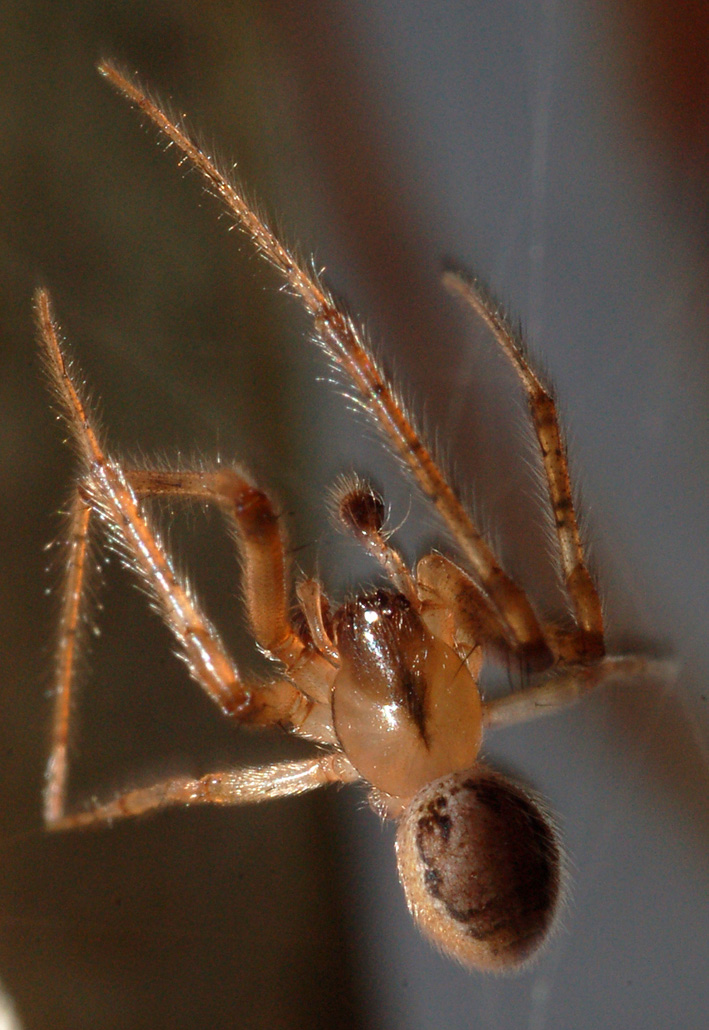 Zygiella sp.