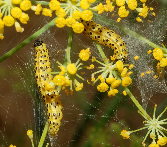 Bruchi di Depressaria heraclei (Drepessariidae)