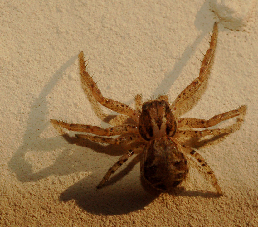 Xysticus sp.