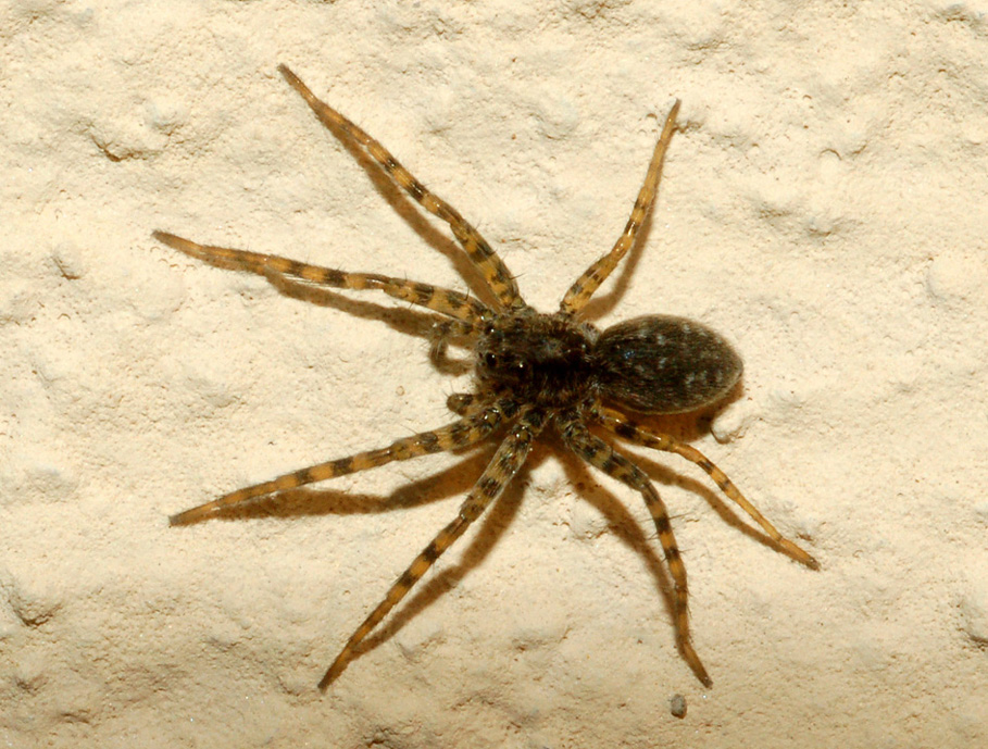 Lycosidae