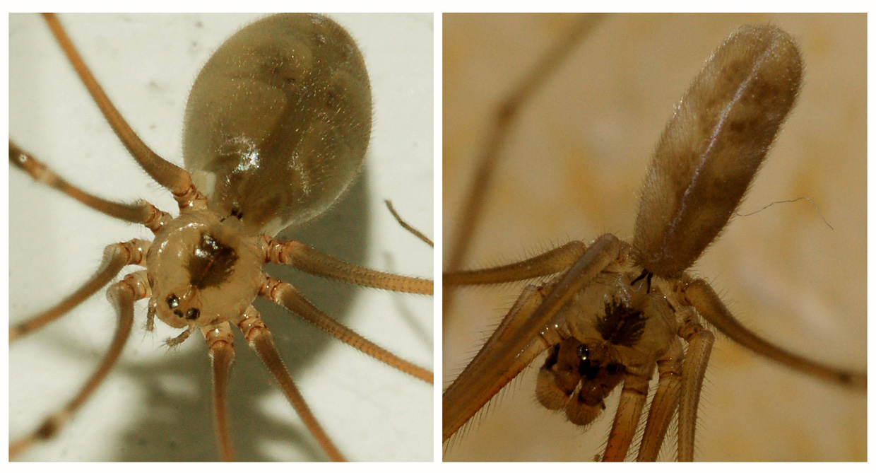 Pholcus phalangioides