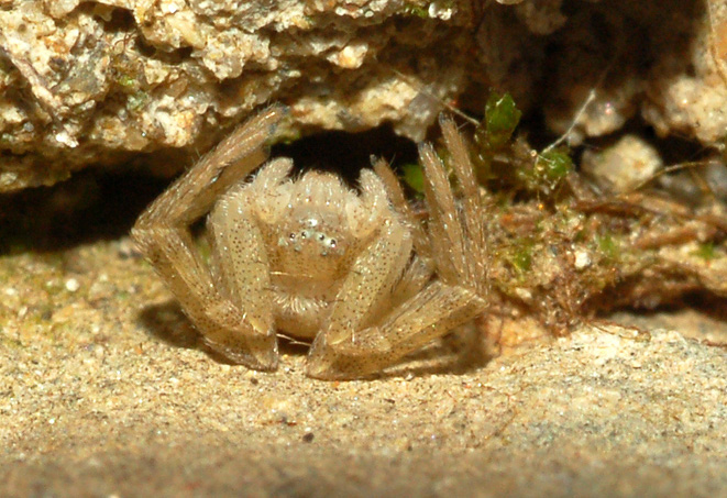 Philodromus sp.