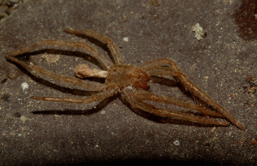 Esuvia Zoropsis spinimana