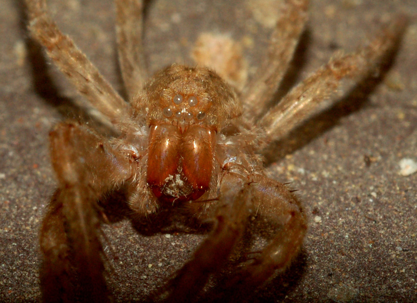 Esuvia Zoropsis spinimana