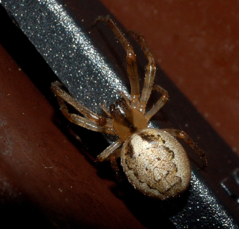 Zygiella sp.