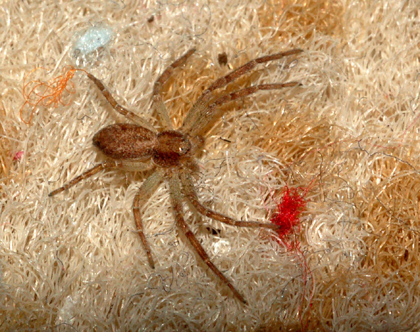Philodromus sp.