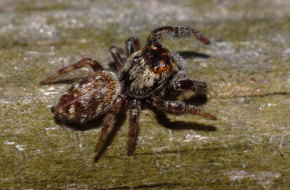 Giovane Macaroeris nidicolens