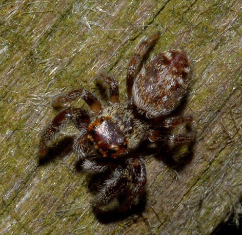 Giovane Macaroeris nidicolens