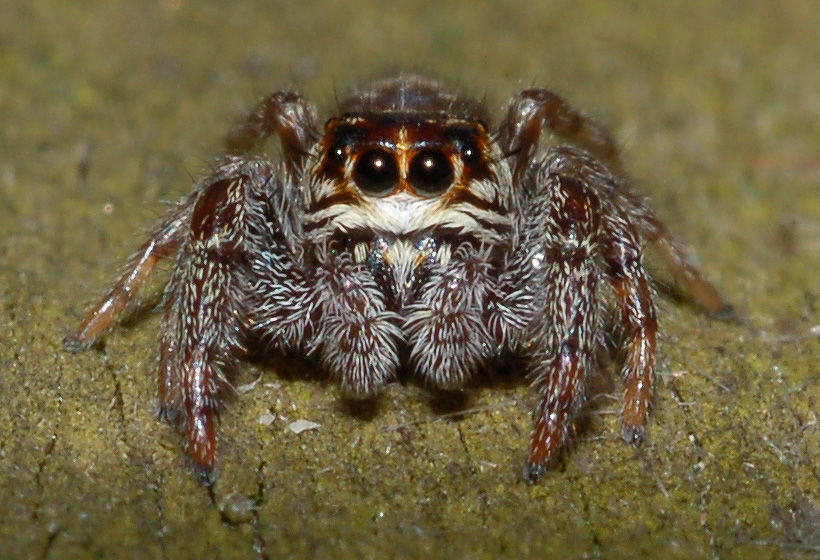Giovane Macaroeris nidicolens